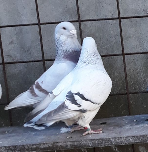  - Păsările mele