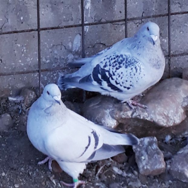  - Păsările mele
