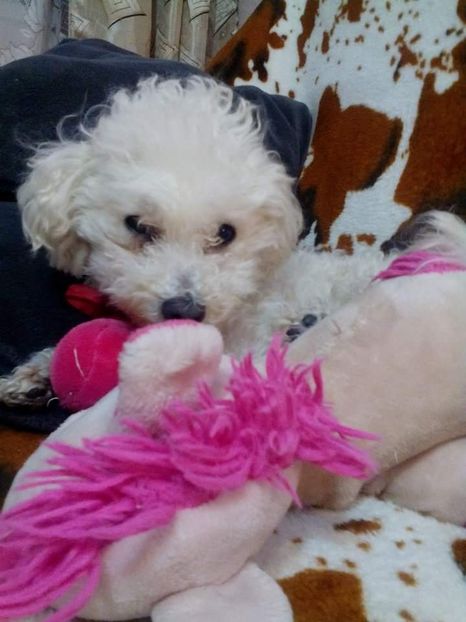 received_421292265184493 - Simba