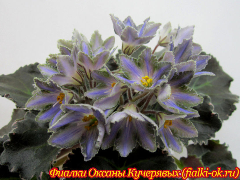 poza net - LE Sapphire