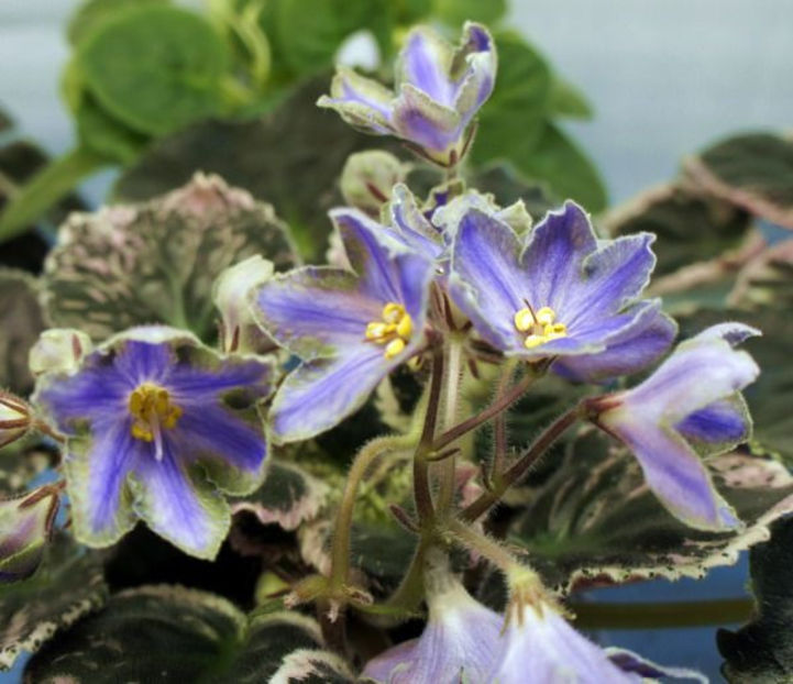 poza net - LE Sapphire