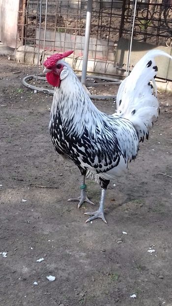  - HAMBURG ARGINTIU 2023