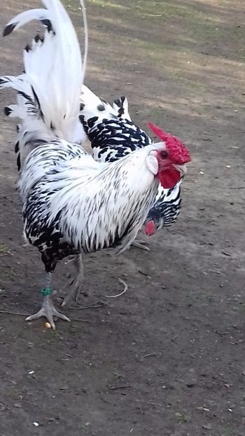  - HAMBURG ARGINTIU 2023