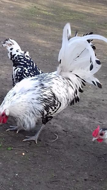  - HAMBURG ARGINTIU 2023