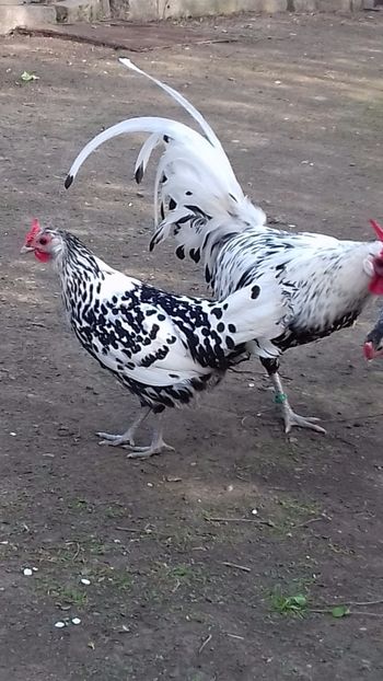  - HAMBURG ARGINTIU 2023