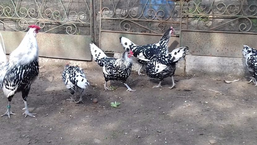  - HAMBURG ARGINTIU 2023