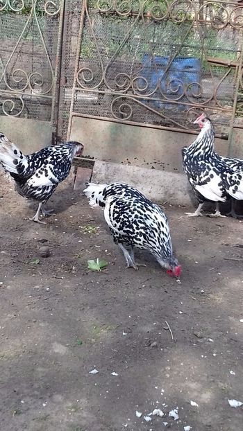  - HAMBURG ARGINTIU 2023