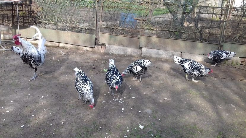  - HAMBURG ARGINTIU 2023