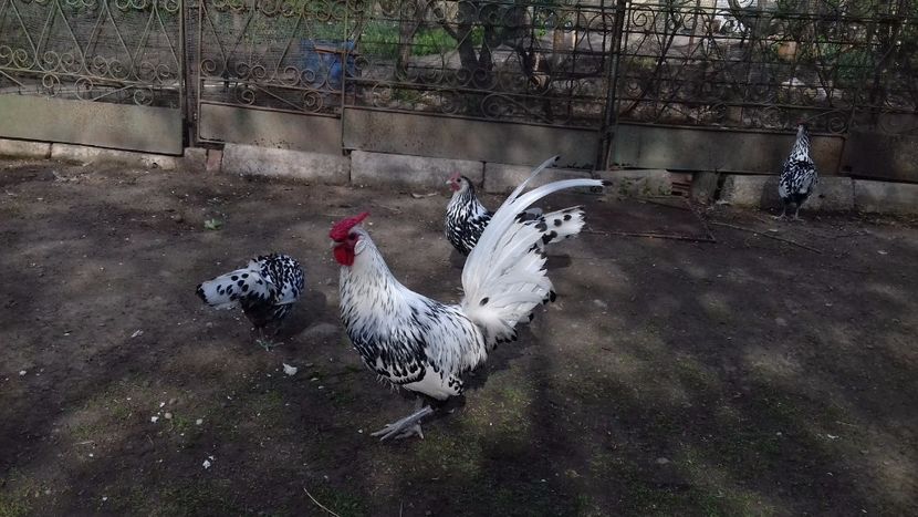  - HAMBURG ARGINTIU 2023