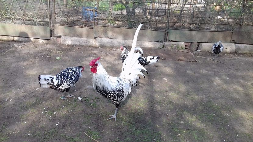  - HAMBURG ARGINTIU 2023