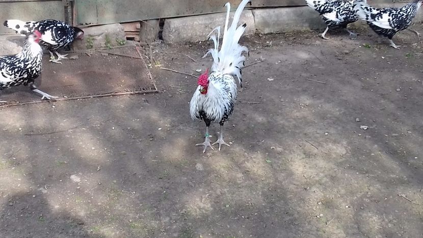  - HAMBURG ARGINTIU 2023