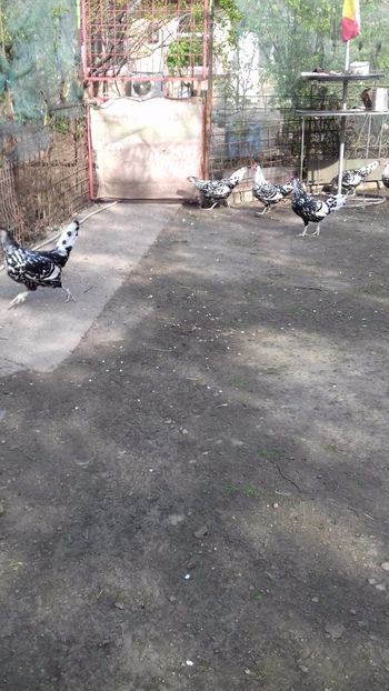  - HAMBURG ARGINTIU 2023