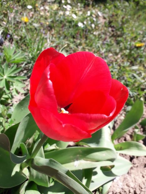  - AAAA_LALELE 2019_2020_2022_2023