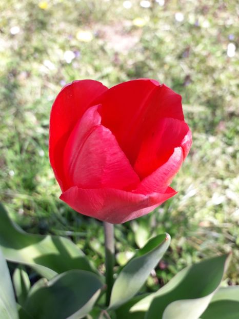  - AAAA_LALELE 2019_2020_2022_2023