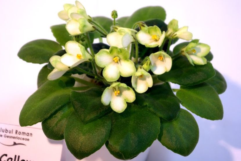 Mac's Callow Carillion - third bestMini - Mac s Callow Carillion