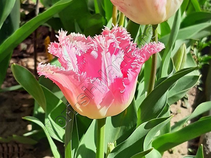 Lalele - Flori gradina
