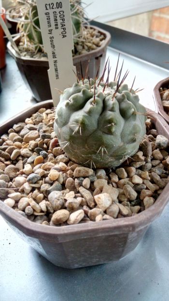 C. cinerea - -cinerea