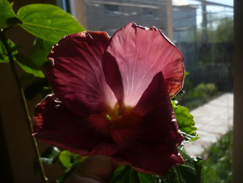 07.04.2020 - 2020-1 MA s Amethyst