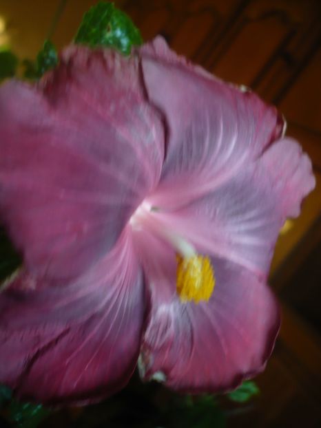 P1430466 - 2020-1 MA s Amethyst