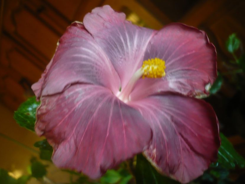 P1430468 - 2020-1 MA s Amethyst