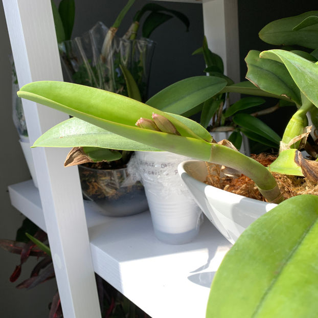  - Plante de interior 2020