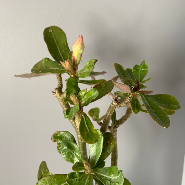  - Plante de interior 2020