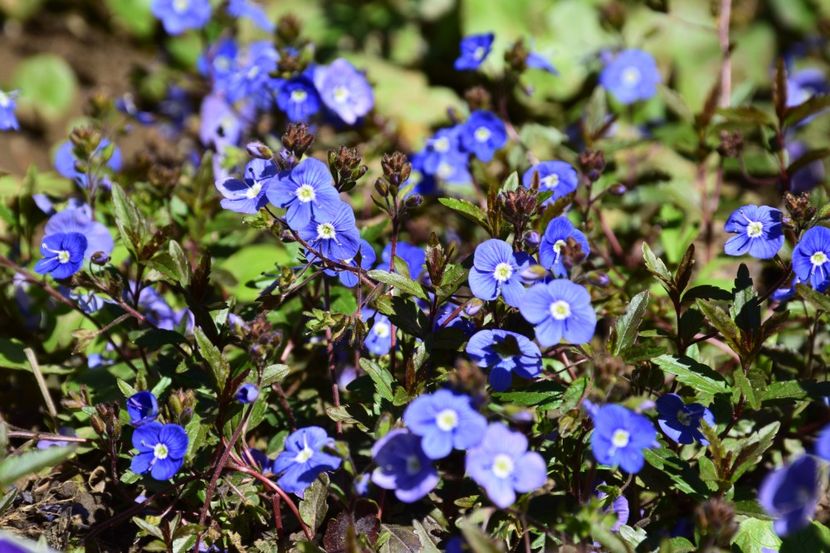 Veronica Georgia Blue - 2020 Aprilie