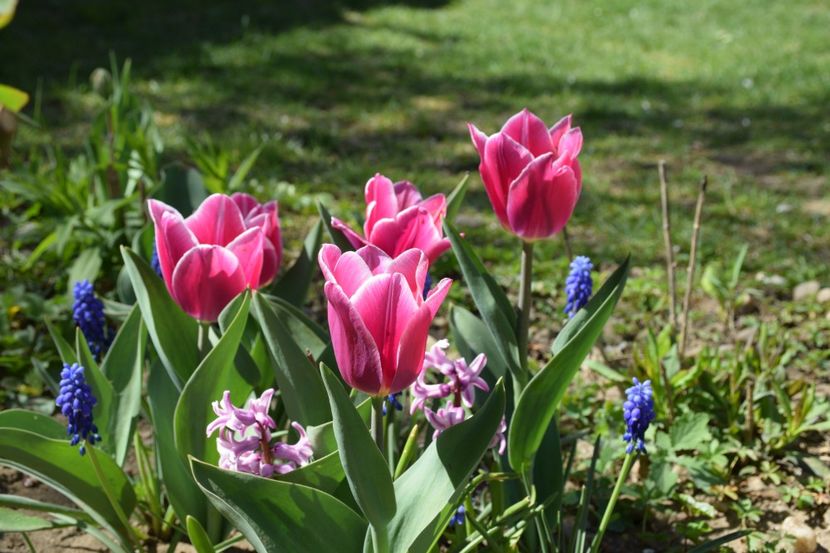 World Dream - 2020 Aprilie