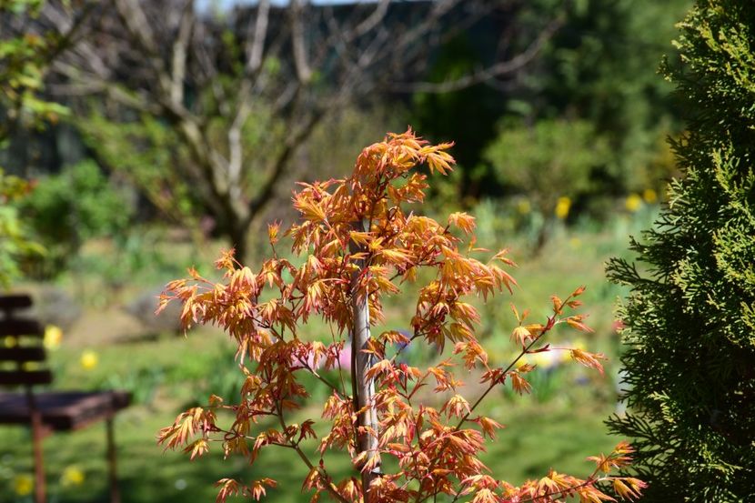 Acer Orange Dream - 2020_Artari