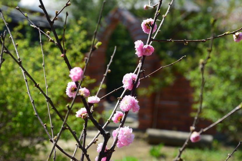 Prunus Triloba - 2020 Aprilie