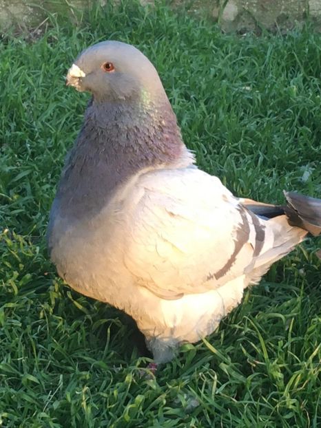 M2019 - Porumbei vanduti 2017-2025