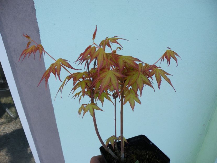 orange dream - PROVIZORIU