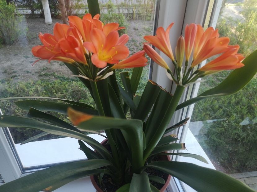 clivia portocalie-06.04.2020 - Flori apartament