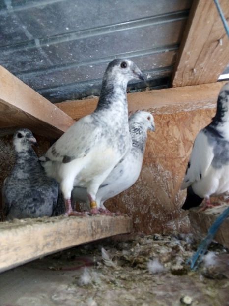  - Pui de porumbei standard 2020