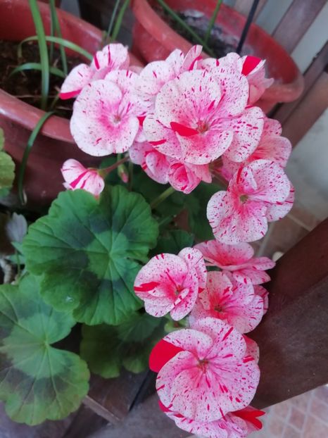 2020-07.04 - Muscate 2019