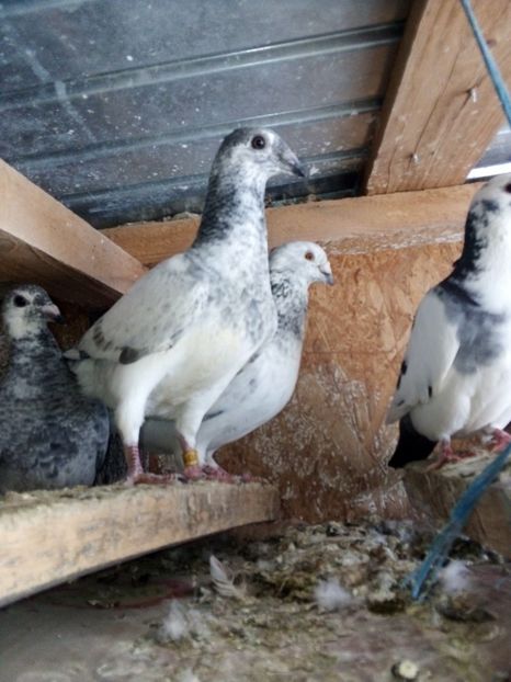  - Pui de porumbei standard 2020