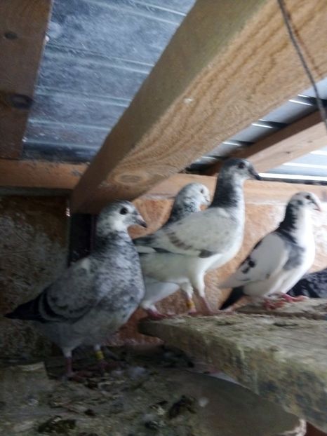  - Pui de porumbei standard 2020