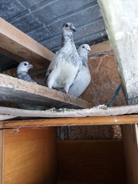  - Pui de porumbei standard 2020