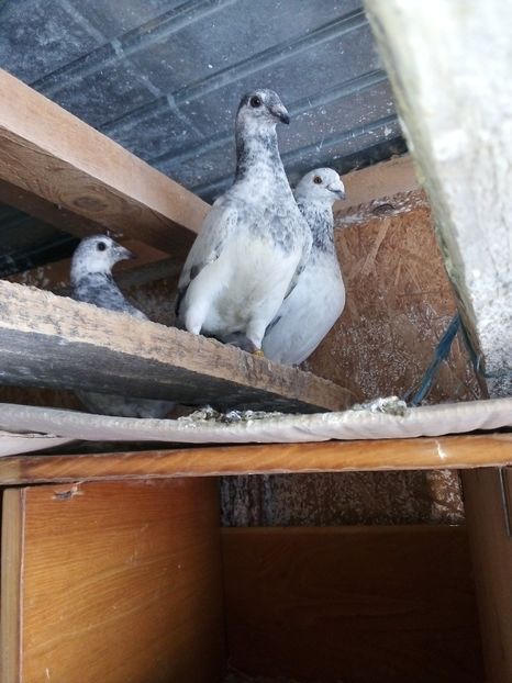  - Pui de porumbei standard 2020