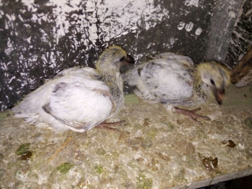  - Pui de porumbei standard 2020