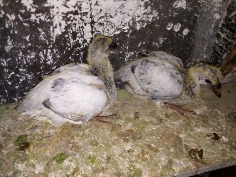  - Pui de porumbei standard 2020