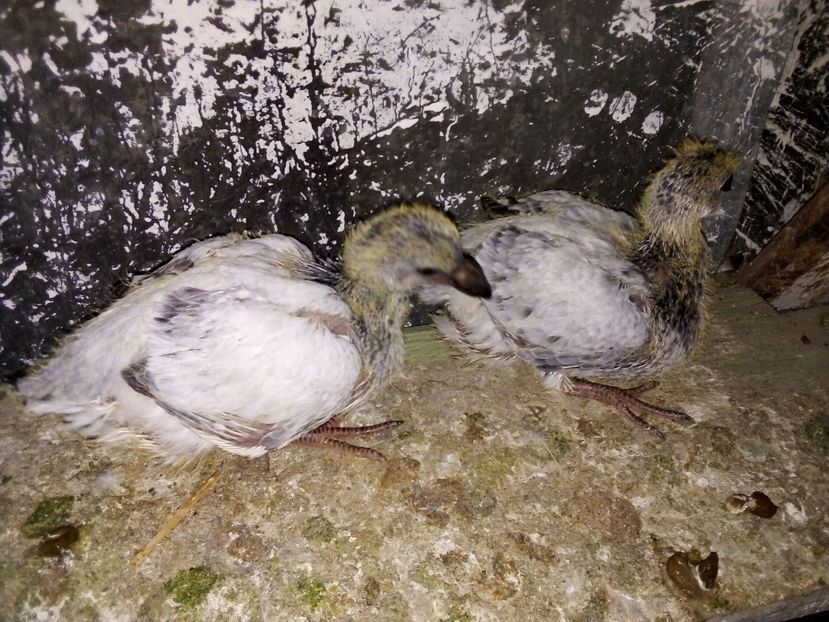  - Pui de porumbei standard 2020