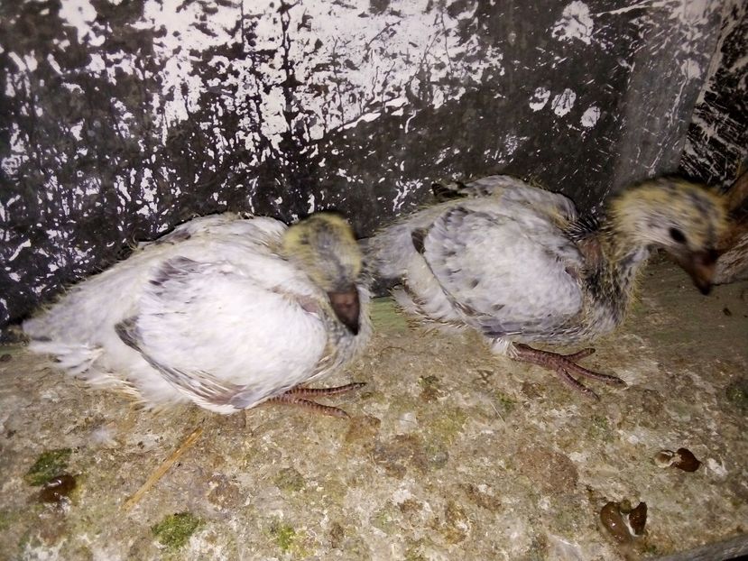  - Pui de porumbei standard 2020