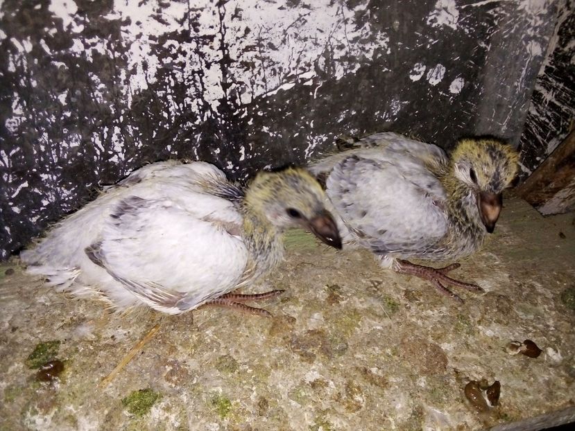  - Pui de porumbei standard 2020