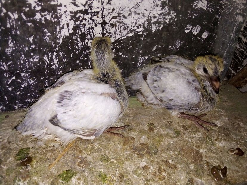  - Pui de porumbei standard 2020