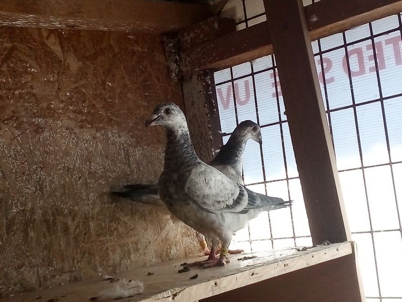  - Pui de porumbei standard 2020