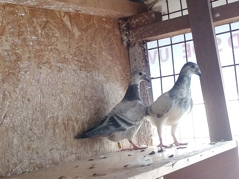  - Pui de porumbei standard 2020