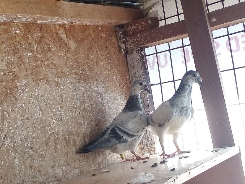  - Pui de porumbei standard 2020