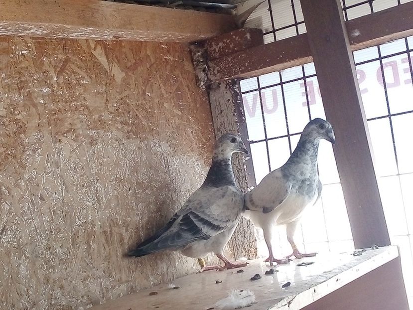  - Pui de porumbei standard 2020