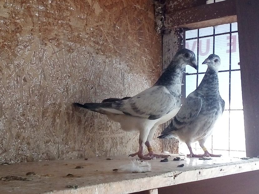  - Pui de porumbei standard 2020